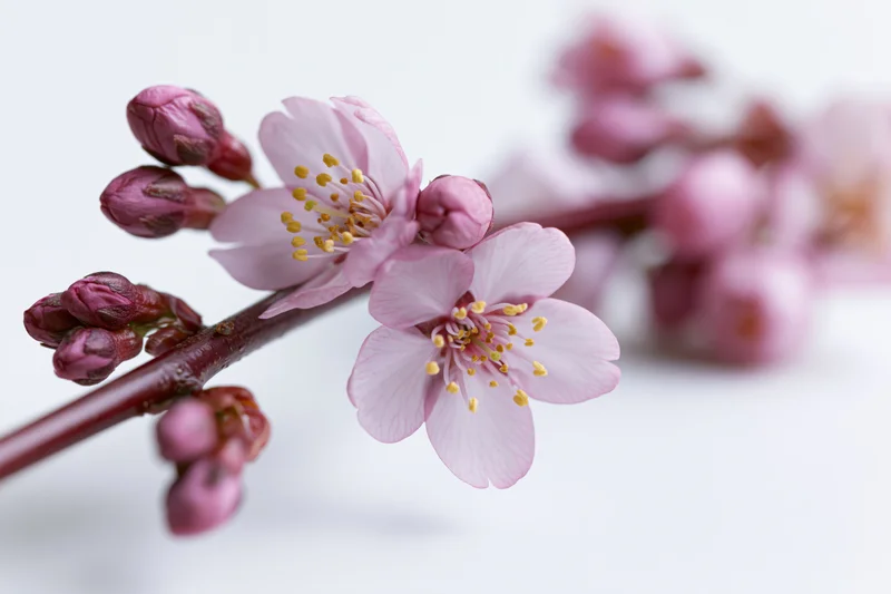 Cherry blossom branch with open pink flowers and tight buds on white background