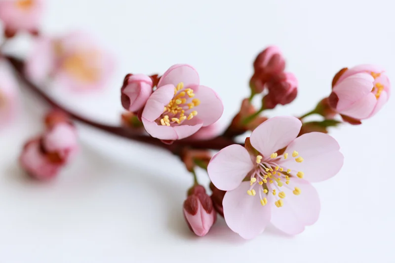 Cherry blossom branch with open pink flowers and tight buds on white background
