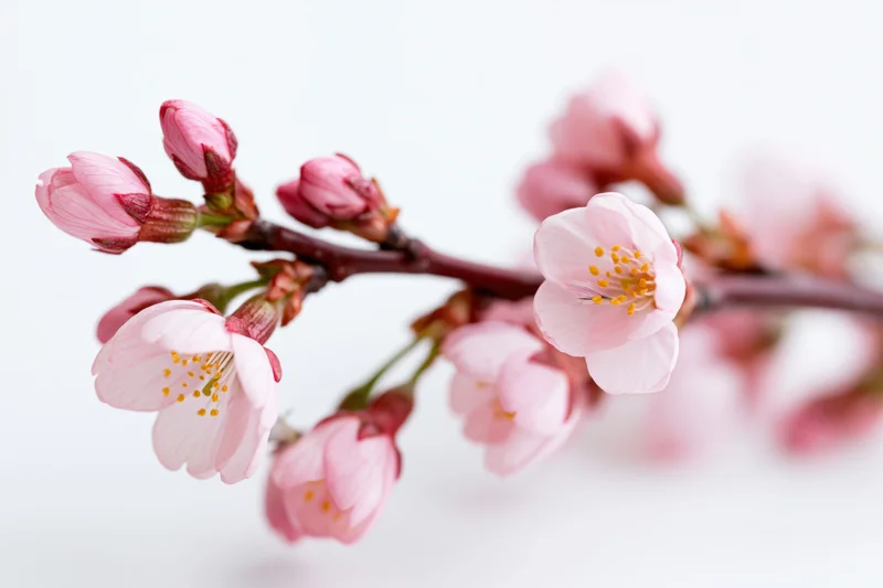 Cherry blossom branch with open pink flowers and tight buds against white background