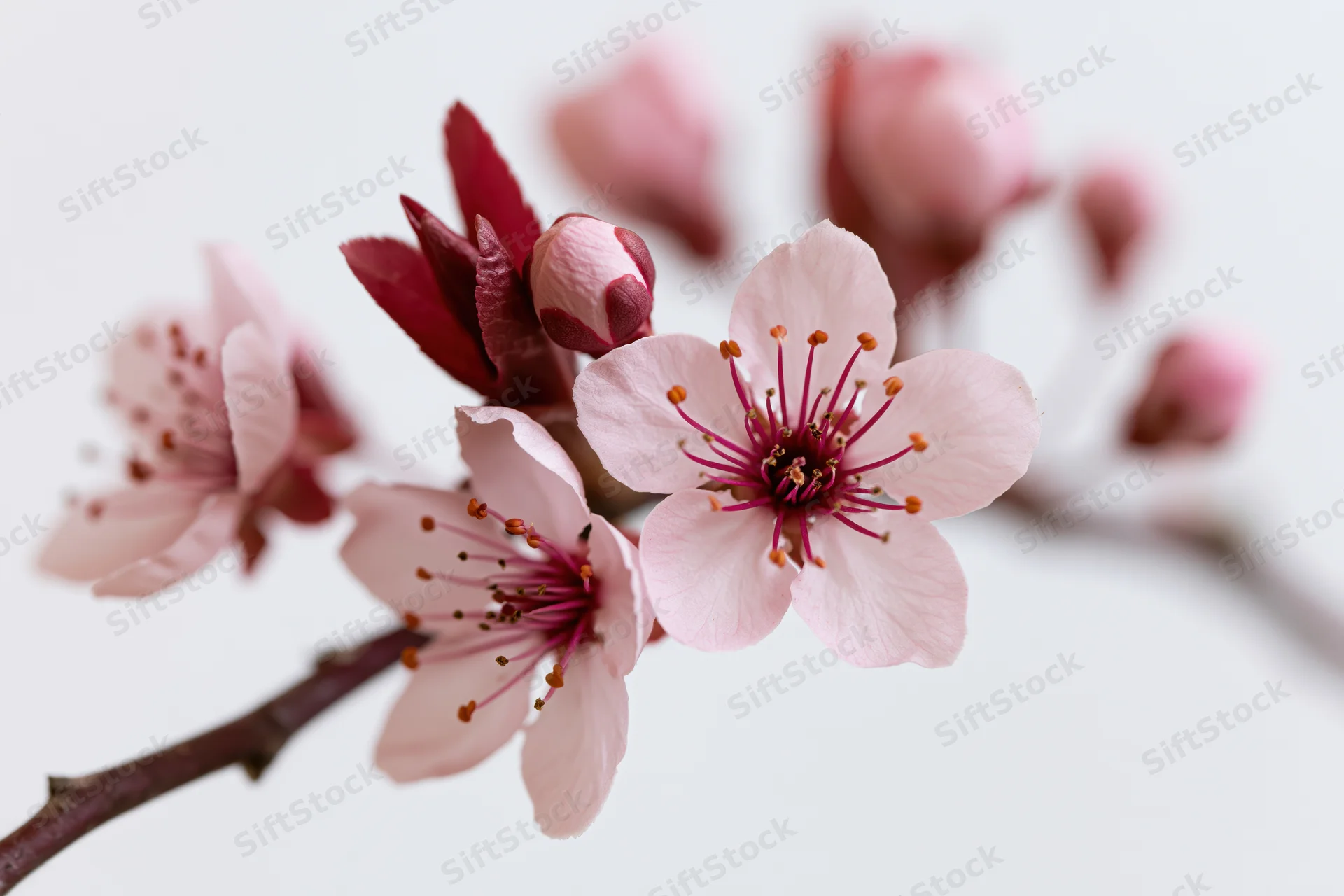 Cherry blossom branch with open pink flowers and buds against white background
