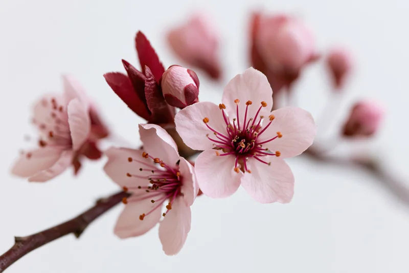 Cherry blossom branch with open pink flowers and buds against white background