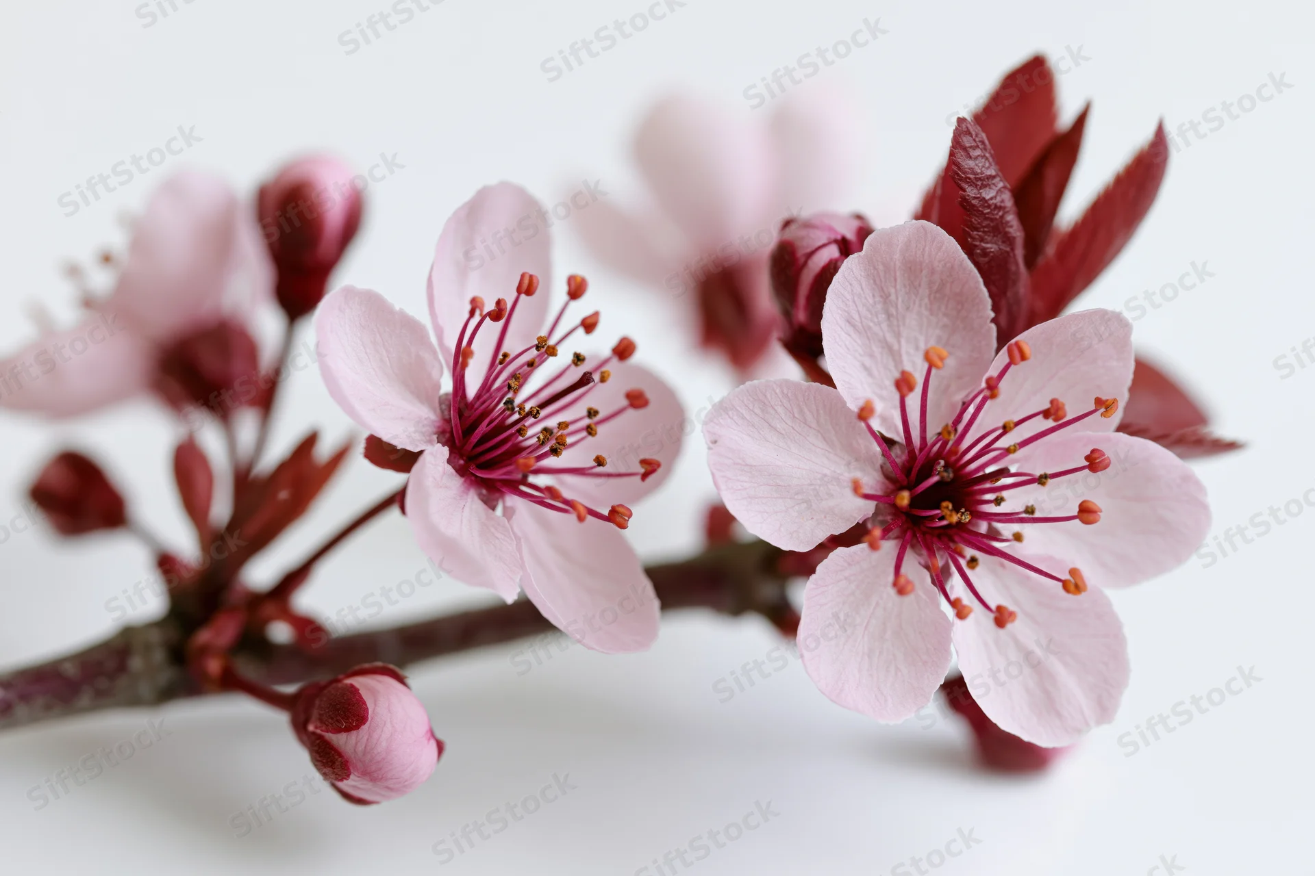 Cherry blossom branch with open pink flowers and buds on white background
