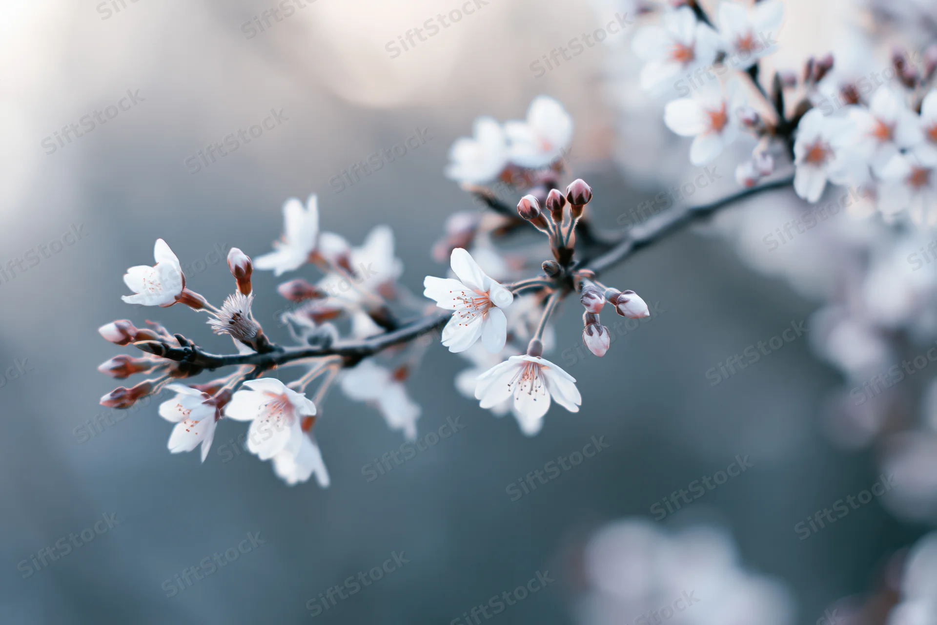 Cherry blossom branch with white flowers and unopened buds in soft focus against blurred background