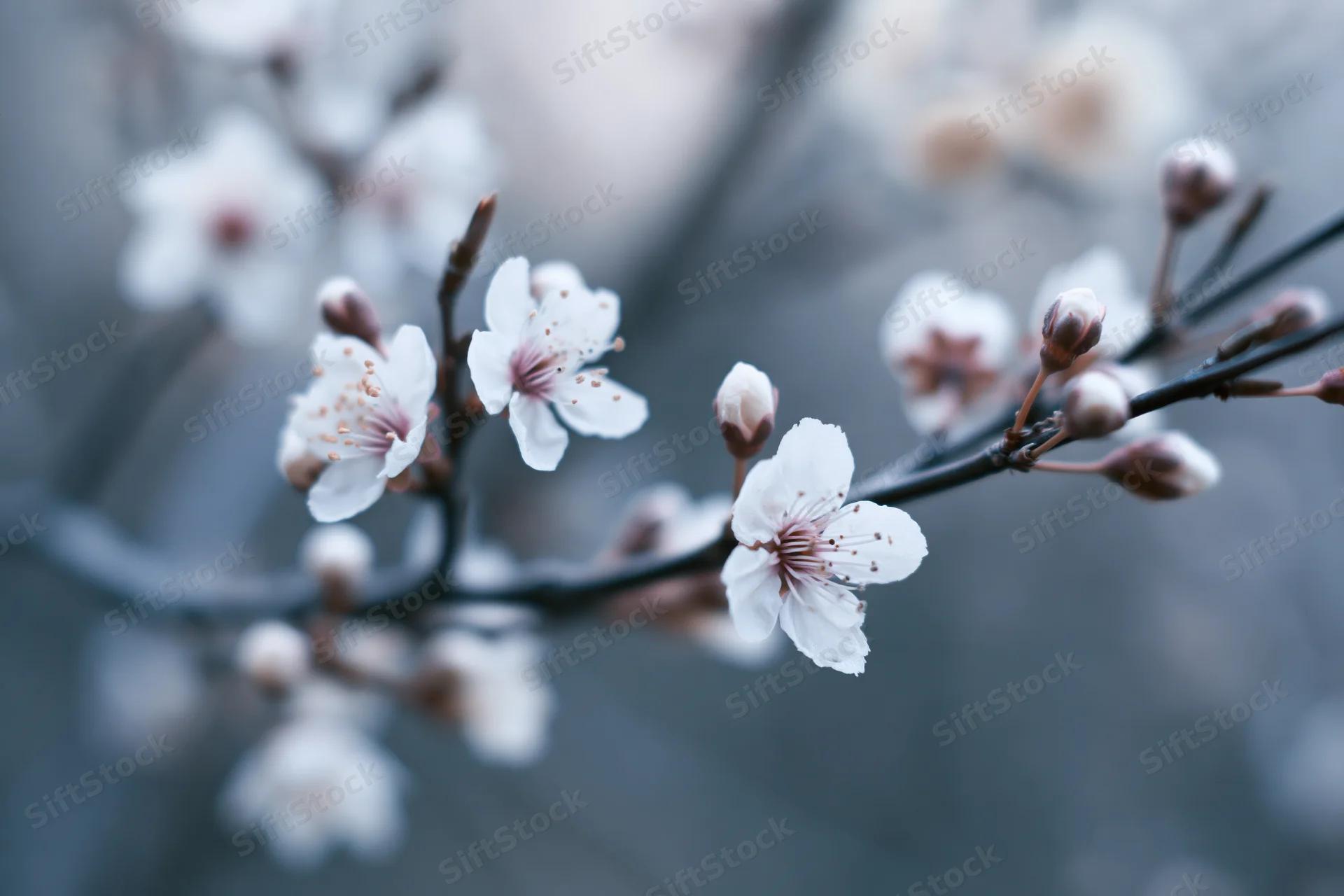 Cherry blossom branch with white flowers and buds in soft focus against blurred background