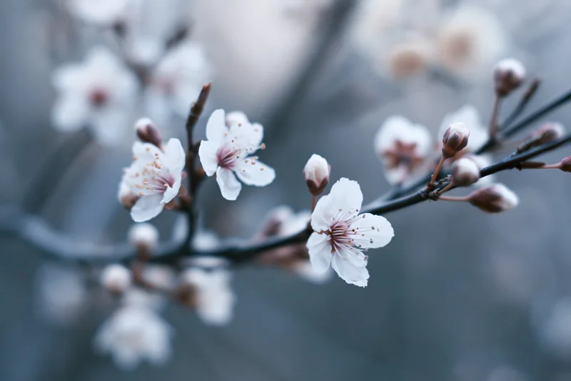 Cherry blossom branch with white flowers and buds in soft focus against blurred background