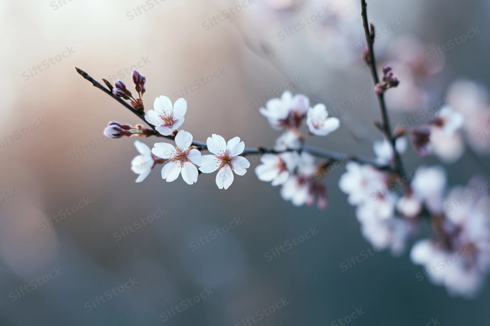 Cherry blossom branch with small white flowers and unopened buds in soft focus against blurred background