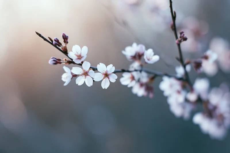 Cherry blossom branch with small white flowers and unopened buds in soft focus against blurred background