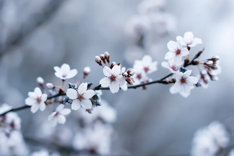 Cherry blossom branch with white flowers and buds in soft focus against blurred background