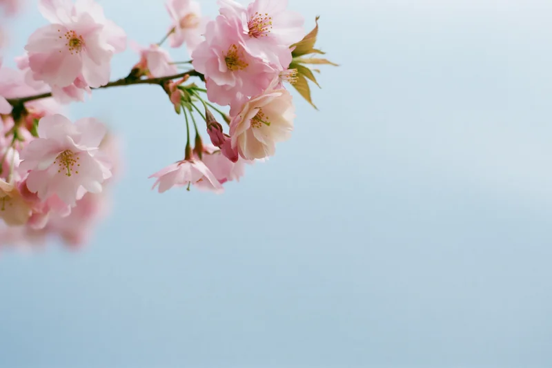 Cherry blossom branch with soft pink blooms against a clear blue sky