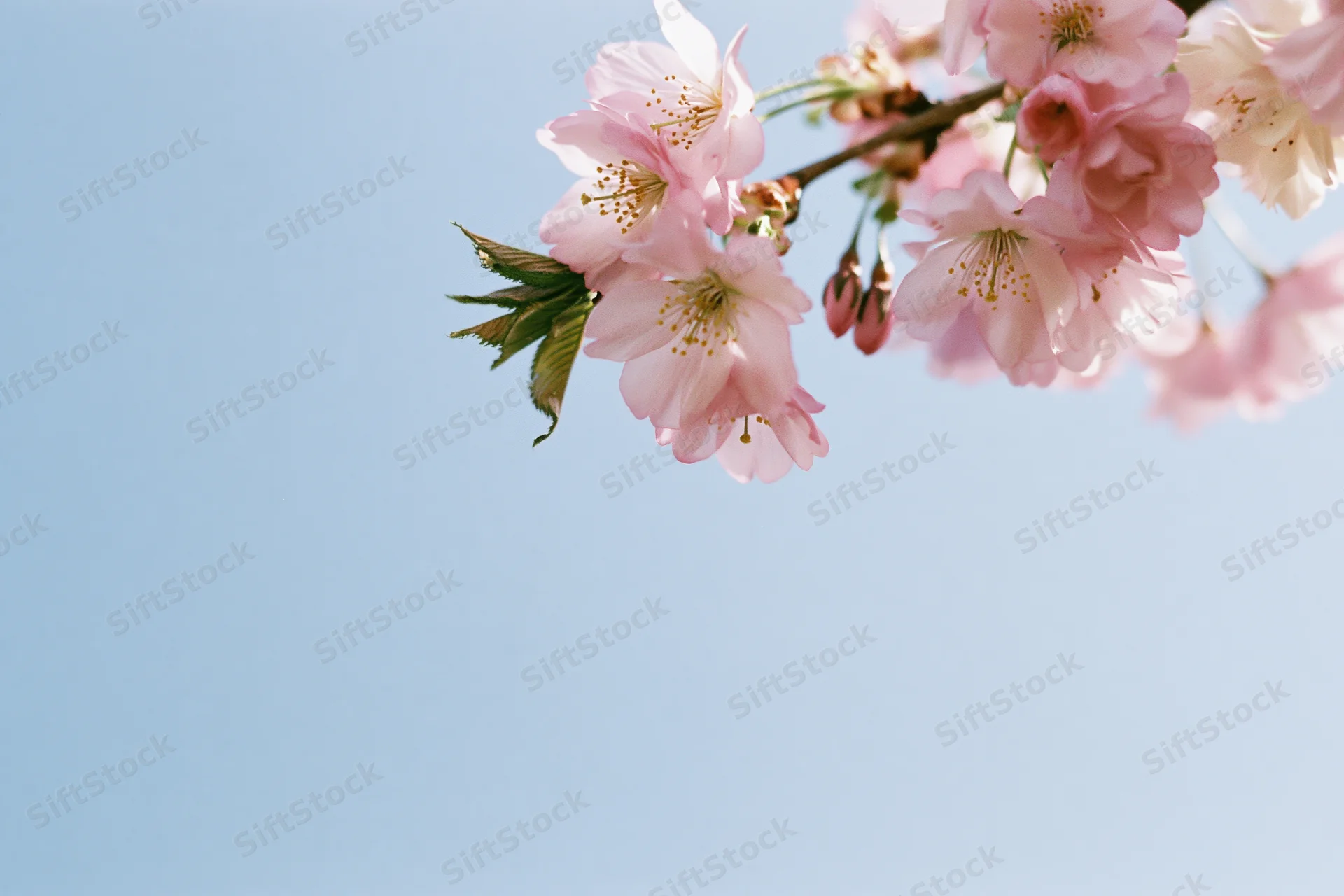 Cherry blossom branch with soft pink blooms and yellow stamen against a clear blue sky