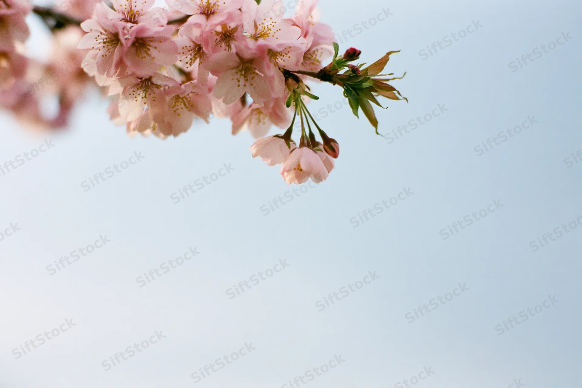Cherry blossom branch with soft pink blooms and yellow stamen against a clear sky