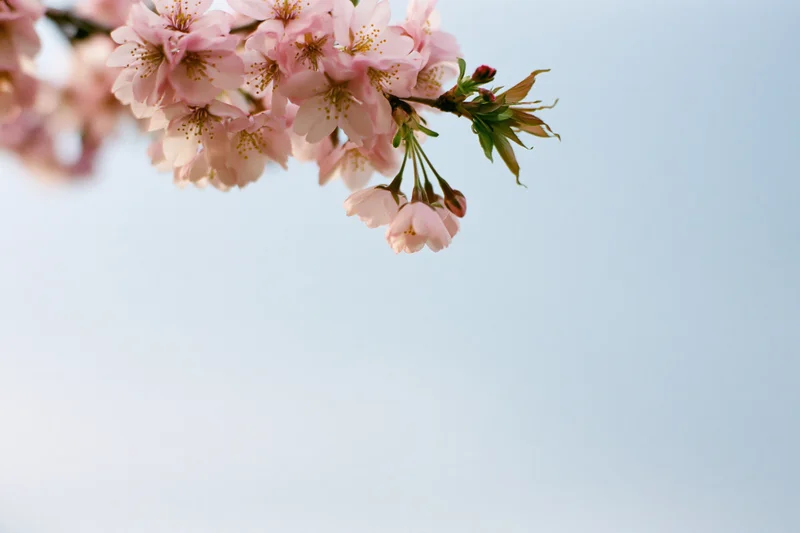 Cherry blossom branch with soft pink blooms and yellow stamen against a clear sky