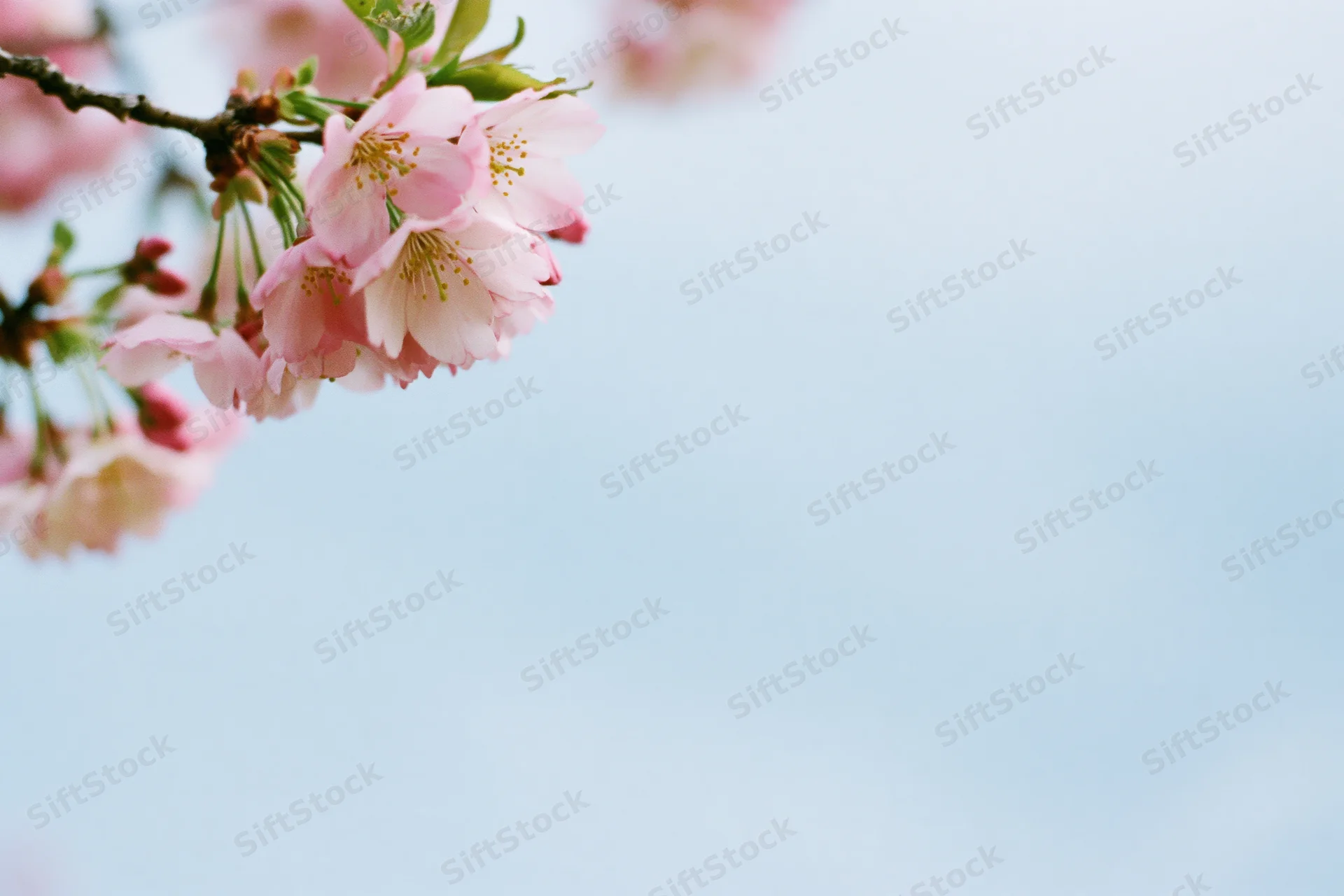 Cherry blossom branch with soft pink blooms against a light blue sky