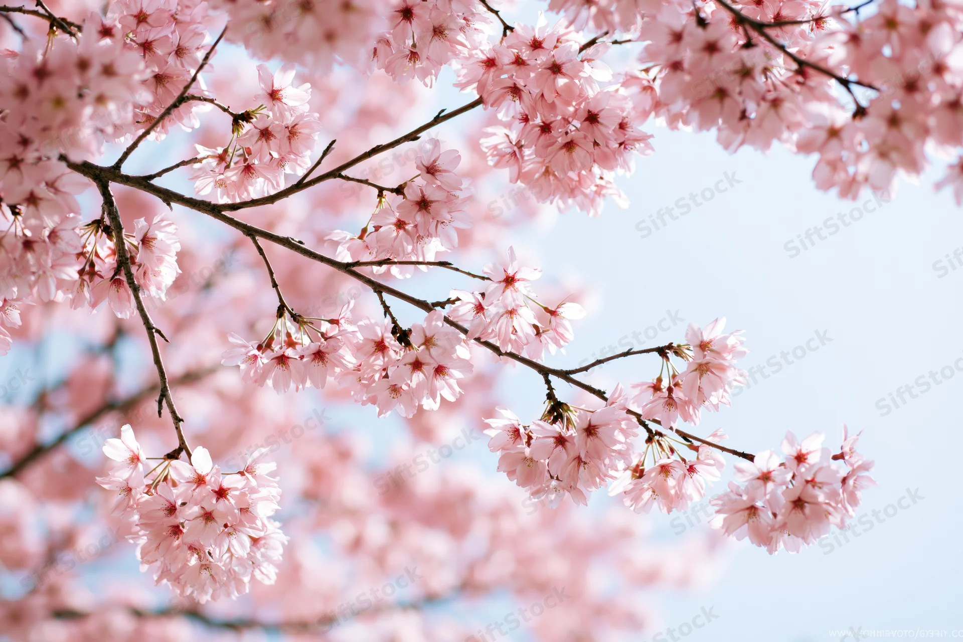 Cherry blossom branches in full bloom against a clear sky