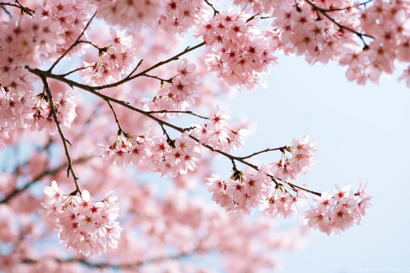 Cherry blossom branches in full bloom against a clear sky