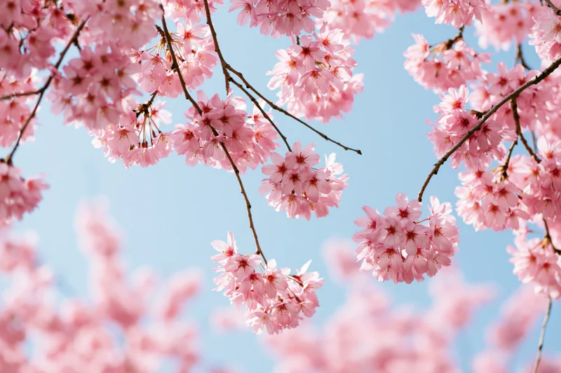 Cherry blossom branches in full bloom against a clear blue sky