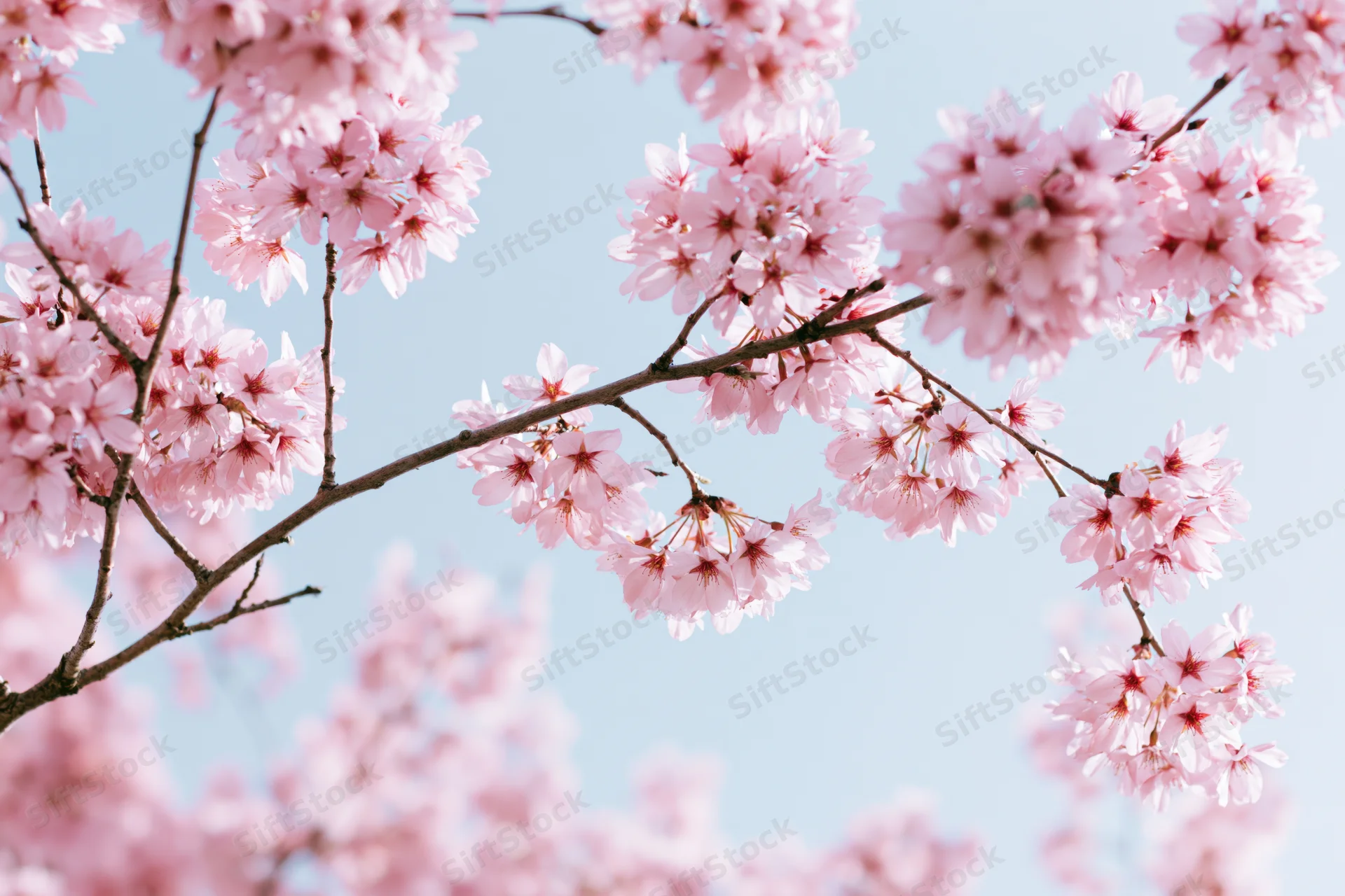 Cherry blossom branches in full bloom against a clear blue sky