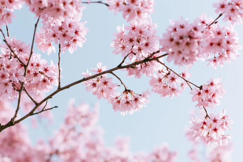 Cherry blossom branches in full bloom against a clear blue sky