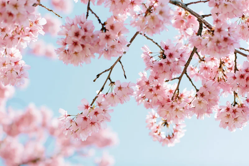 Cherry blossom branches in full bloom against a clear blue sky