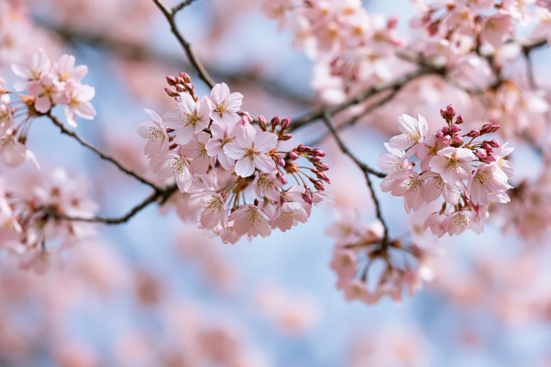 Cherry blossom branches with pale pink blooms and buds against a soft blue sky