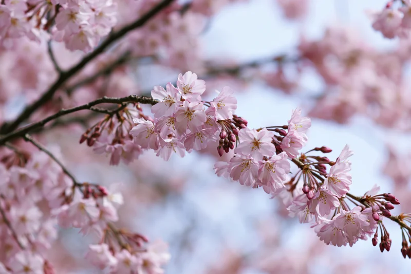 Cherry blossom branches with pale pink blooms and buds against a soft sky background