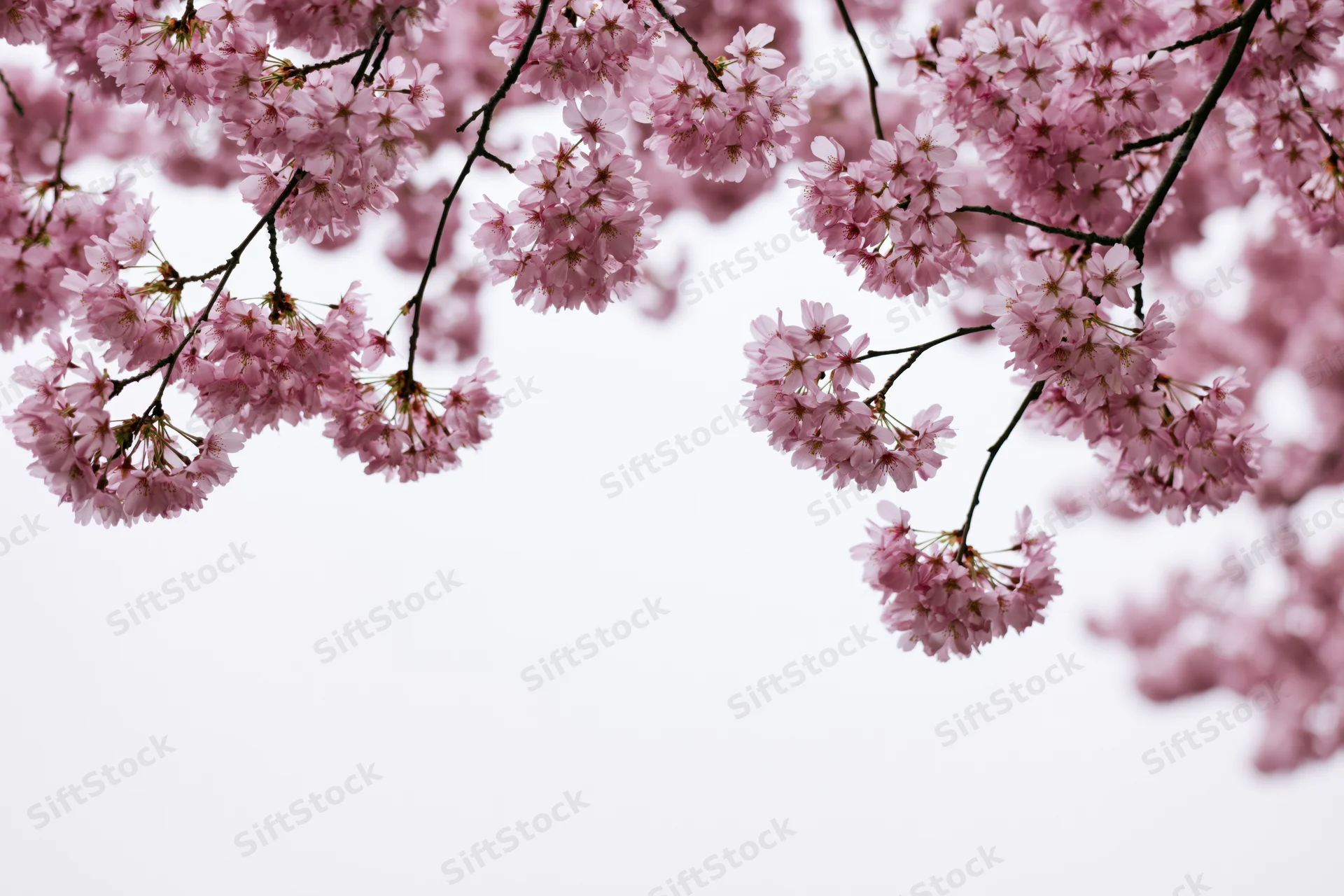 Cherry blossom branches with soft pink blooms against a bright sky, creating a natural spring scene with copyspace below
