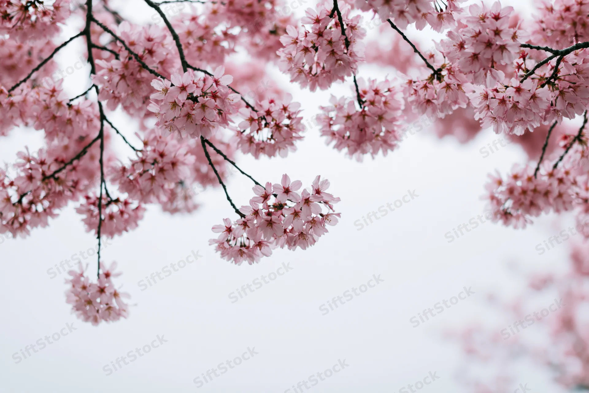 Cherry blossom branches with soft pink clusters against a pale sky