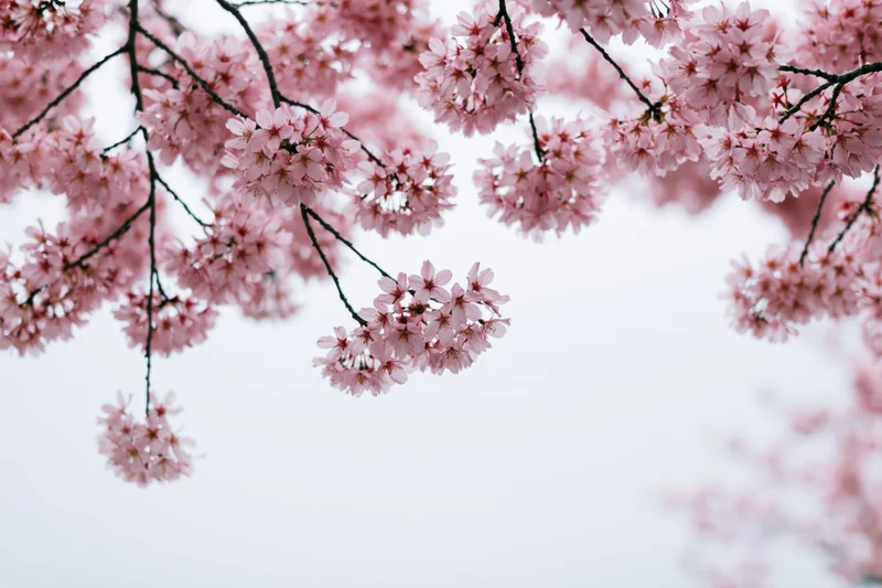 Cherry blossom branches with soft pink clusters against a pale sky