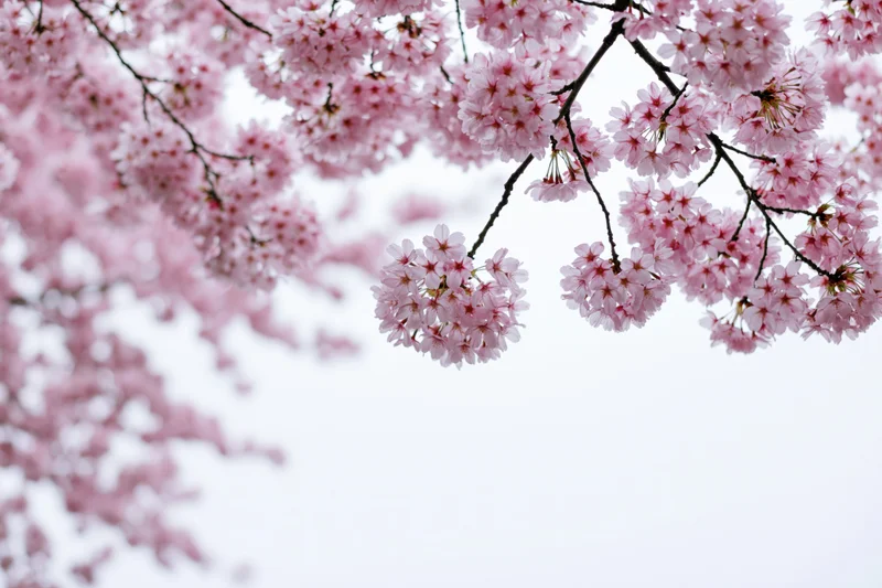 Cherry blossom branches in full bloom against a soft sky with copyspace below