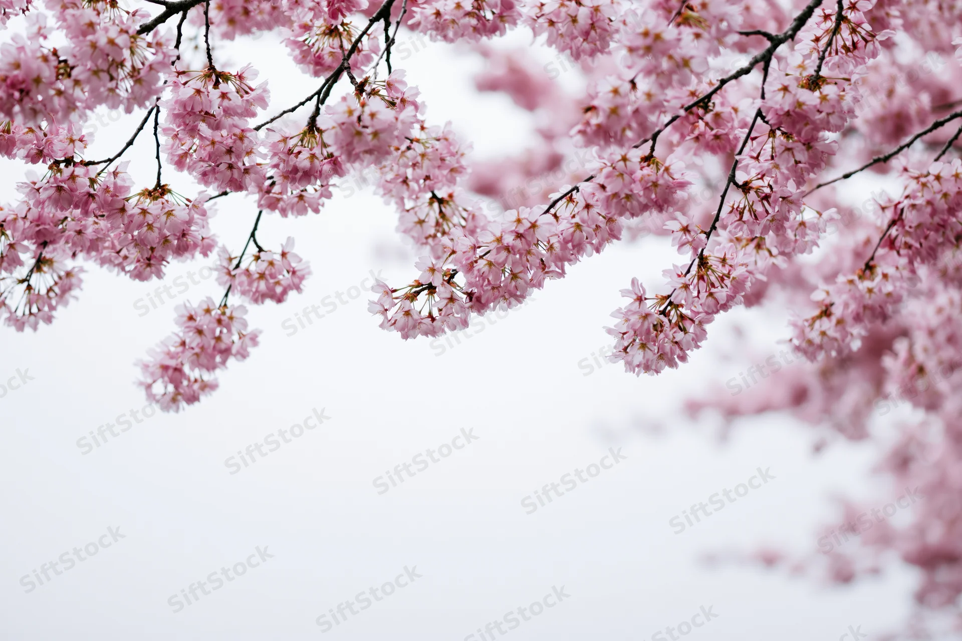 Cherry blossom branches in full bloom against a soft white sky