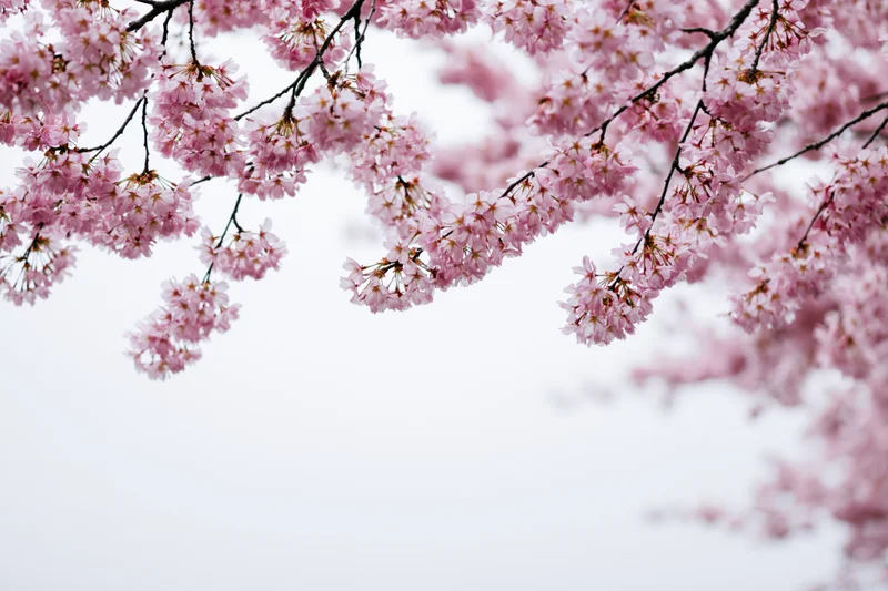 Cherry blossom branches in full bloom against a soft white sky