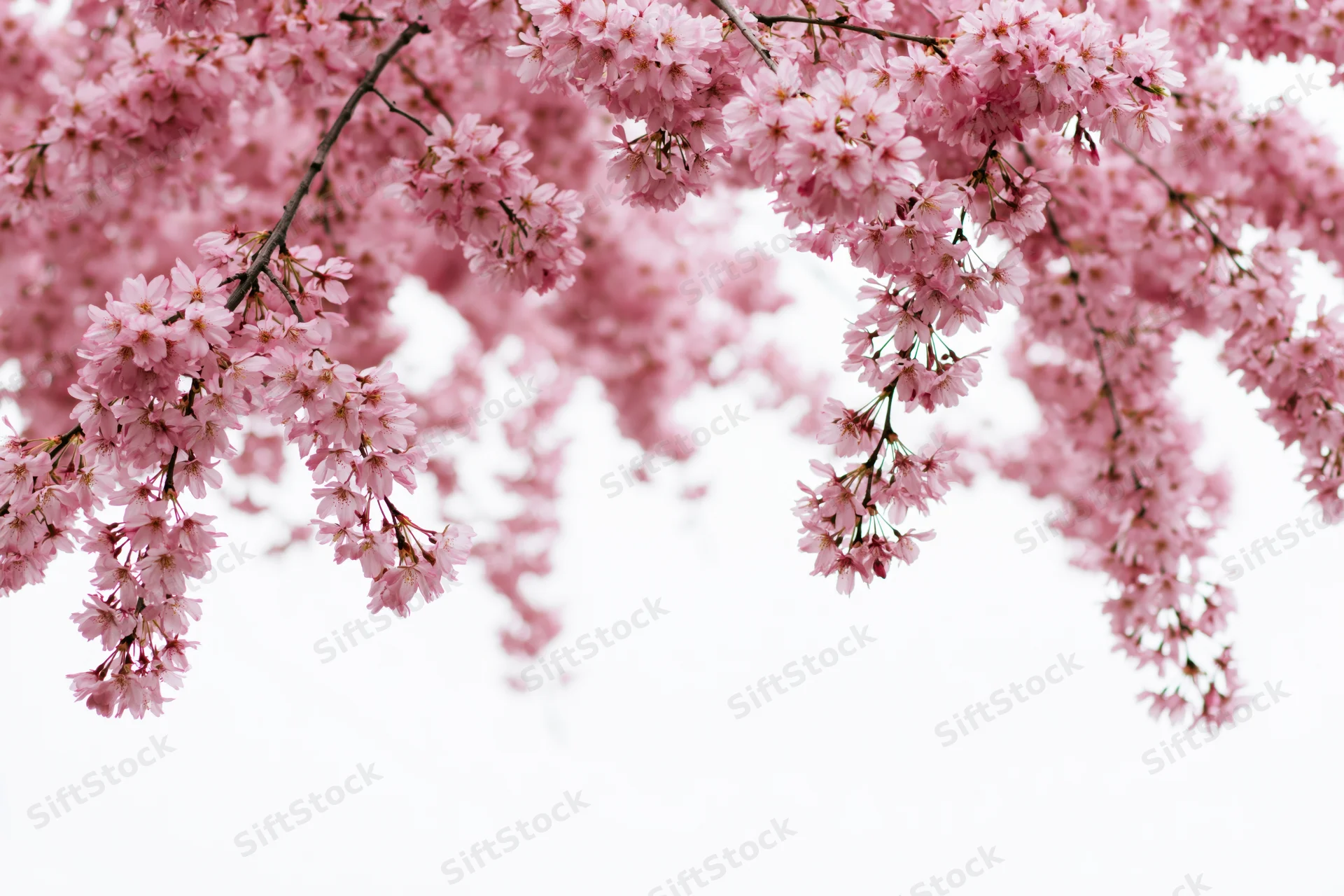 Cherry blossom branches in full bloom against a white background
