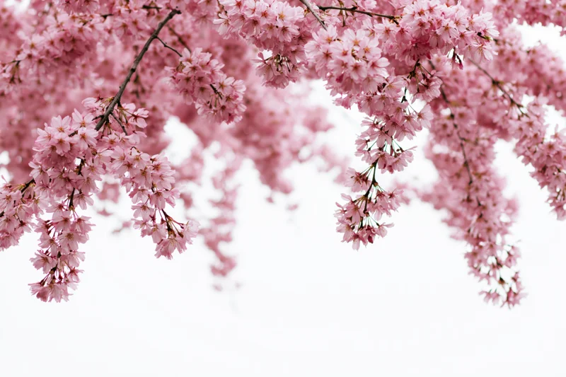 Cherry blossom branches in full bloom against a white background
