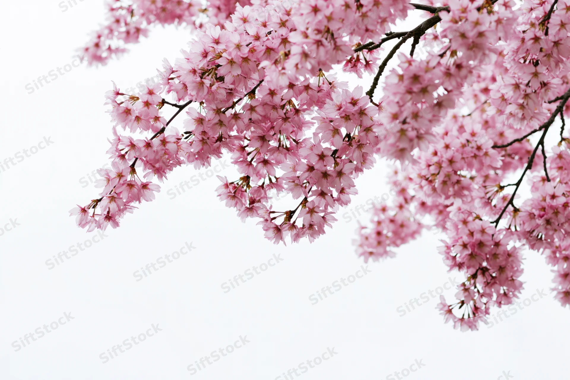 Cherry blossom branches in full bloom against a white sky