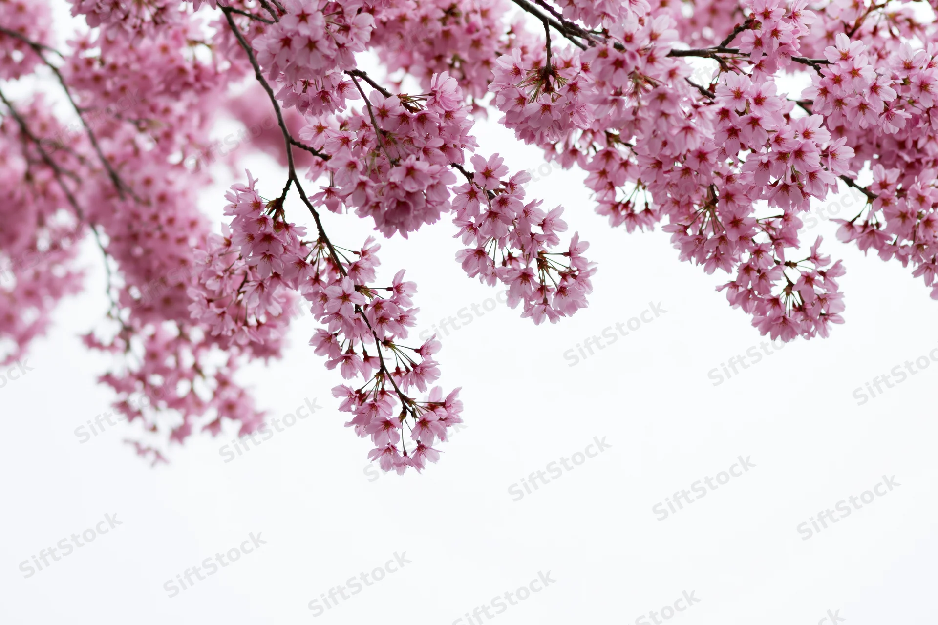 Cherry blossom branches in full bloom against a white sky