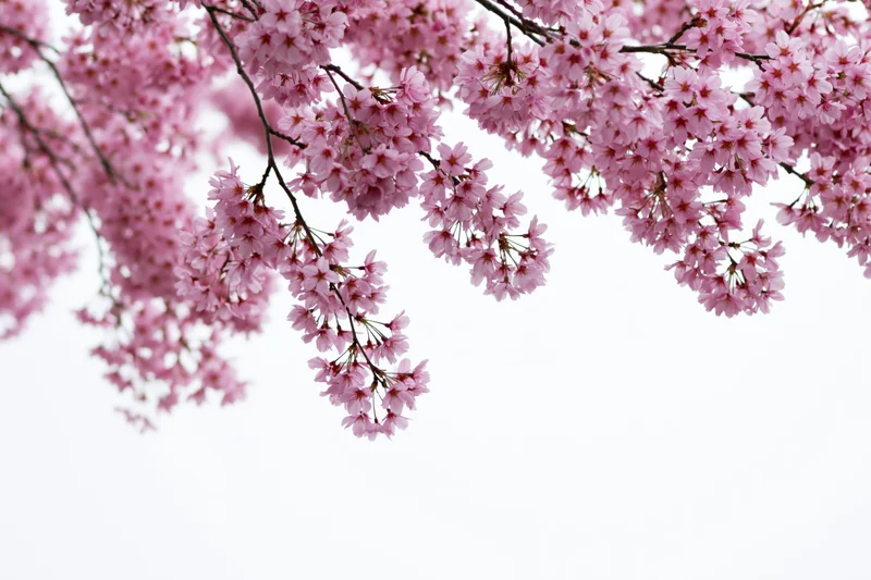 Cherry blossom branches in full bloom against a white sky