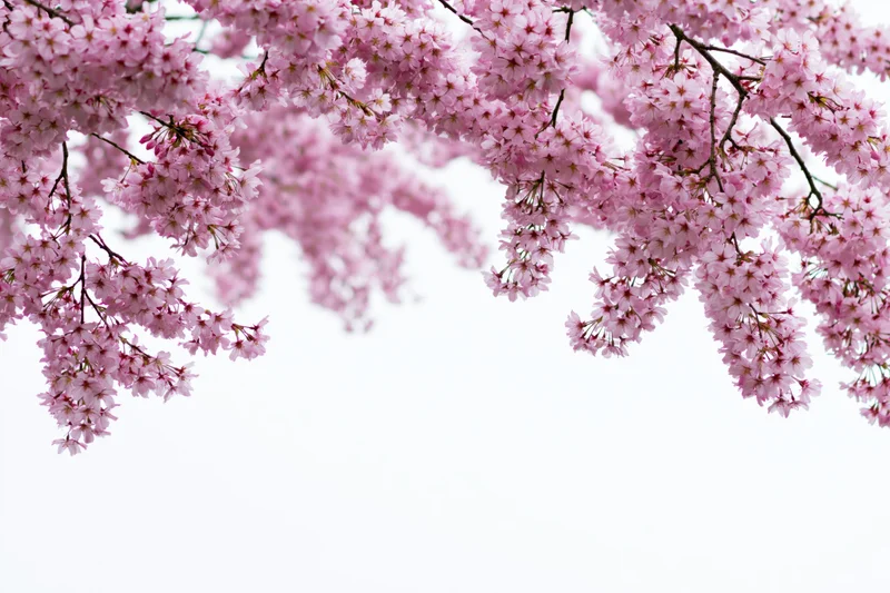 Cherry blossom branches in full bloom against a white background
