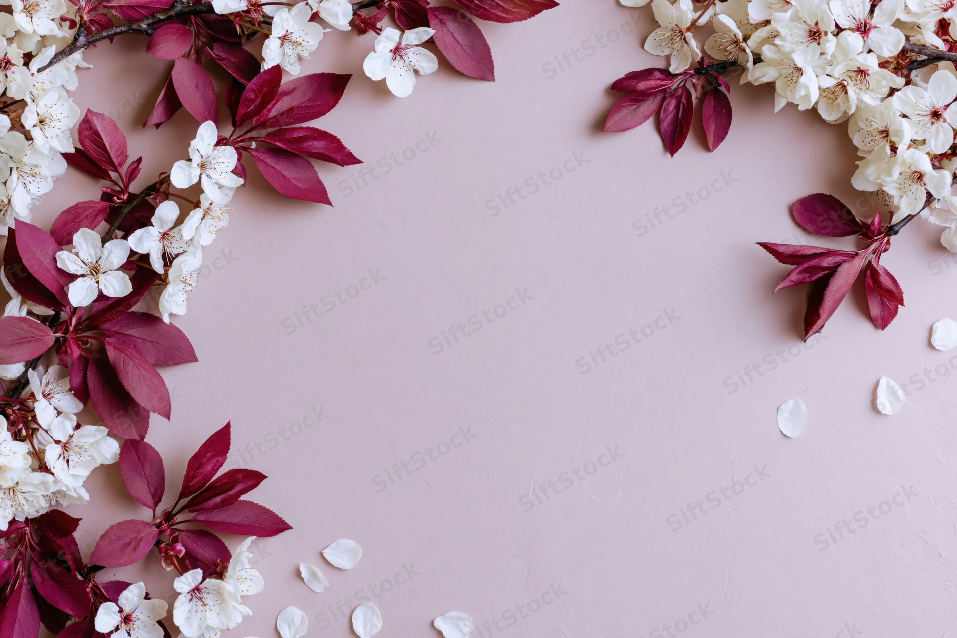 Cherry blossom branches with white flowers and deep pink leaves arranged in a flat lay on a pink surface, framing the top and sides with scattered petals and copyspace in the center