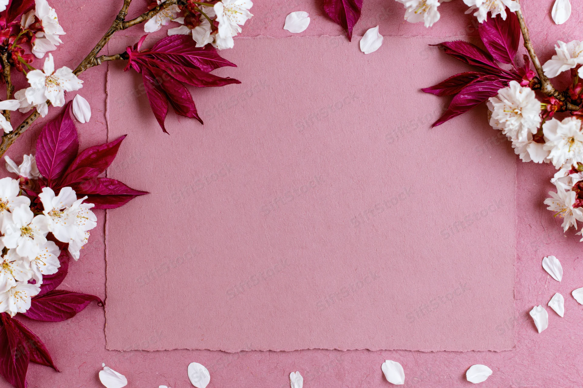 Cherry blossom branches with white flowers and deep pink leaves arranged in a frame on pink paper, leaving central copyspace