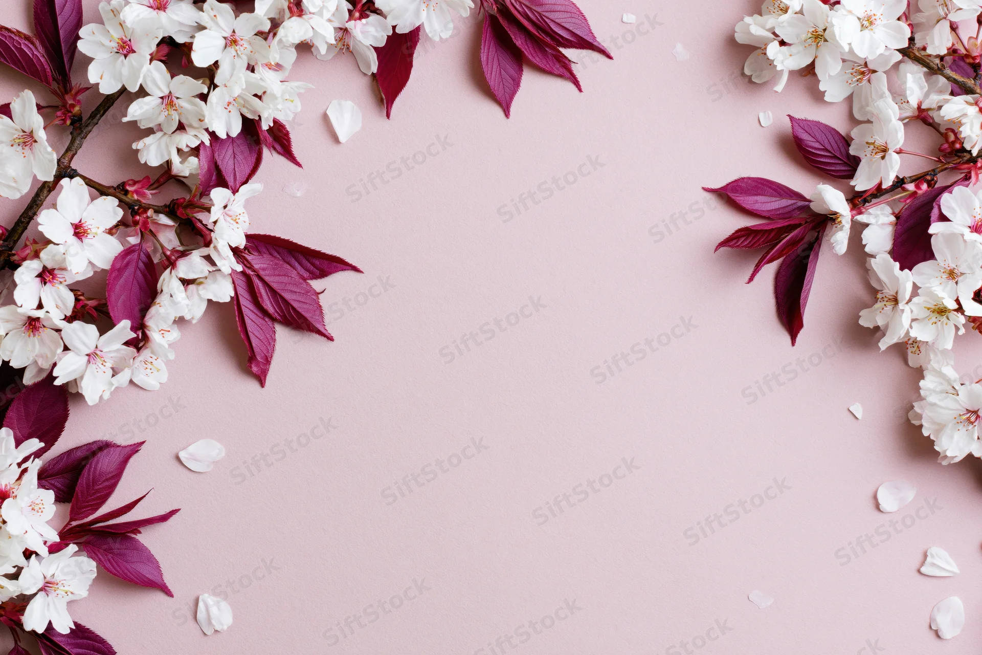 Cherry blossom branches with white flowers and deep pink leaves arranged in corners on pink background with copyspace