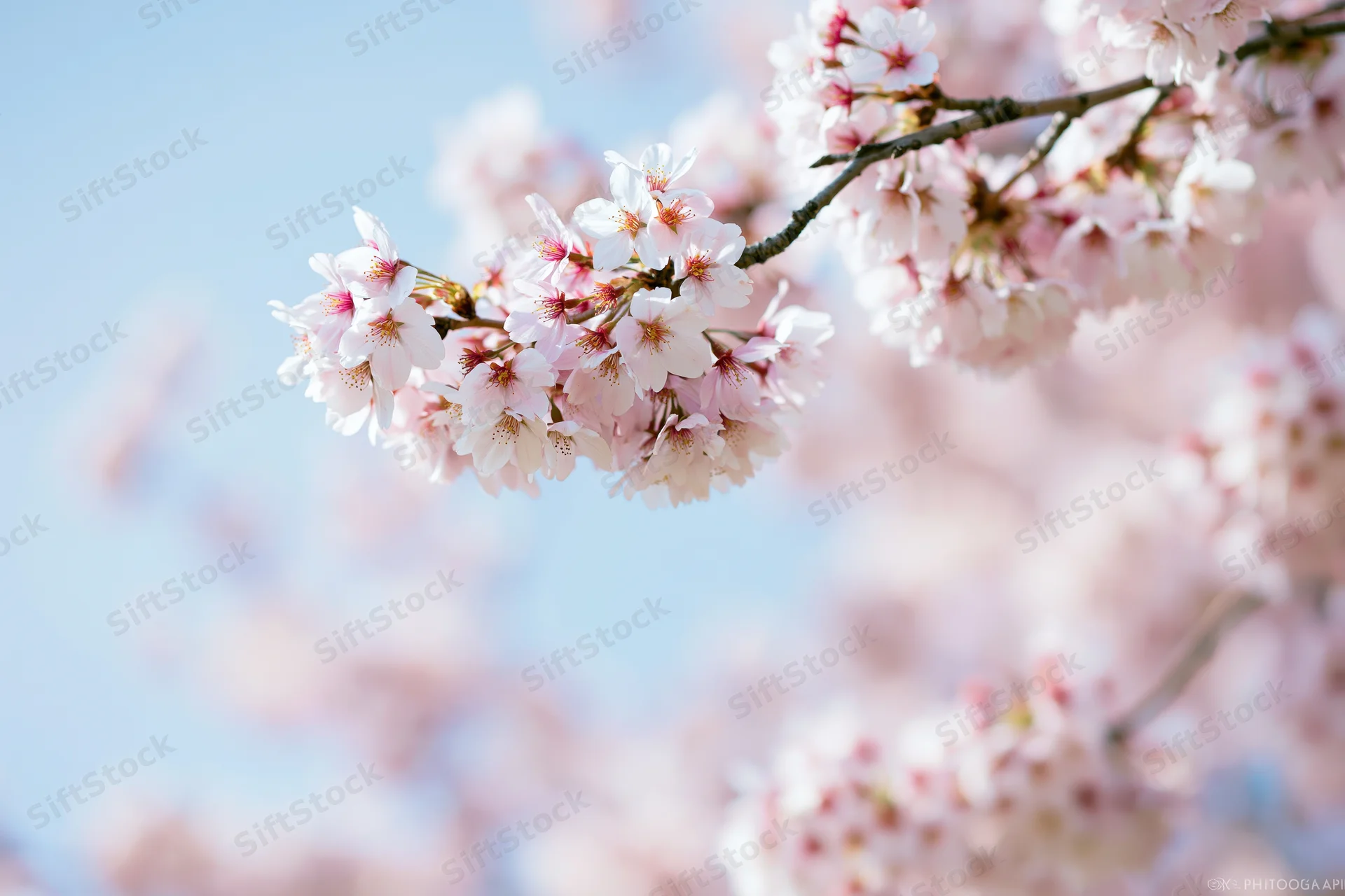 Cherry blossom cluster in full bloom on a bare branch against a clear blue sky