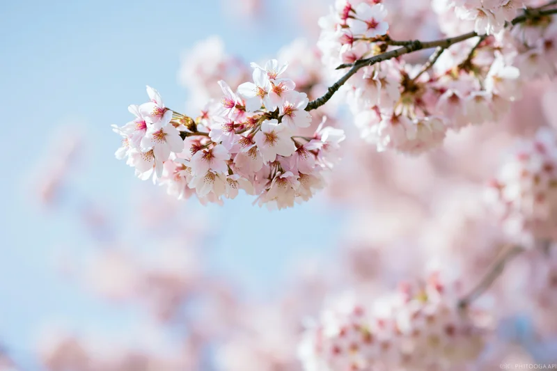 Cherry blossom cluster in full bloom on a bare branch against a clear blue sky