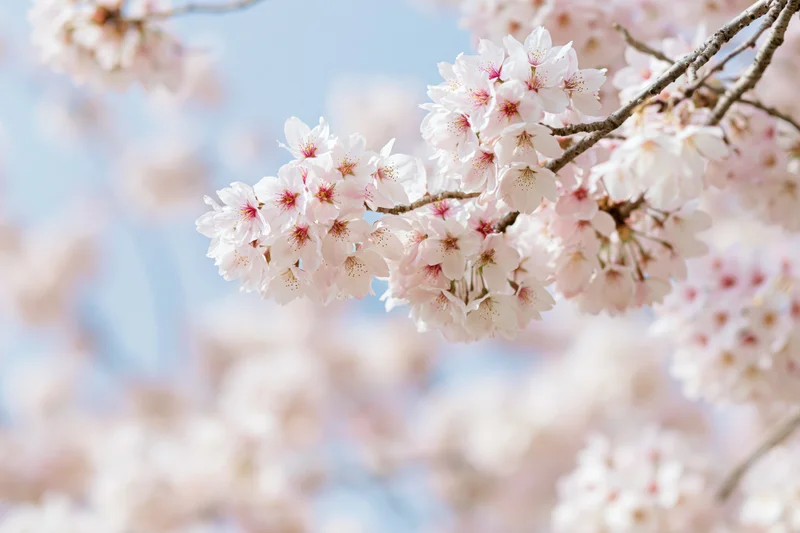 Cherry blossom cluster in full bloom on a bare branch against a soft blue sky