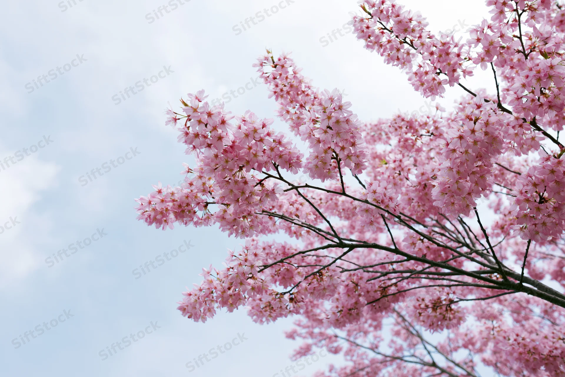 Cherry blossom branches in full bloom against a cloudy sky