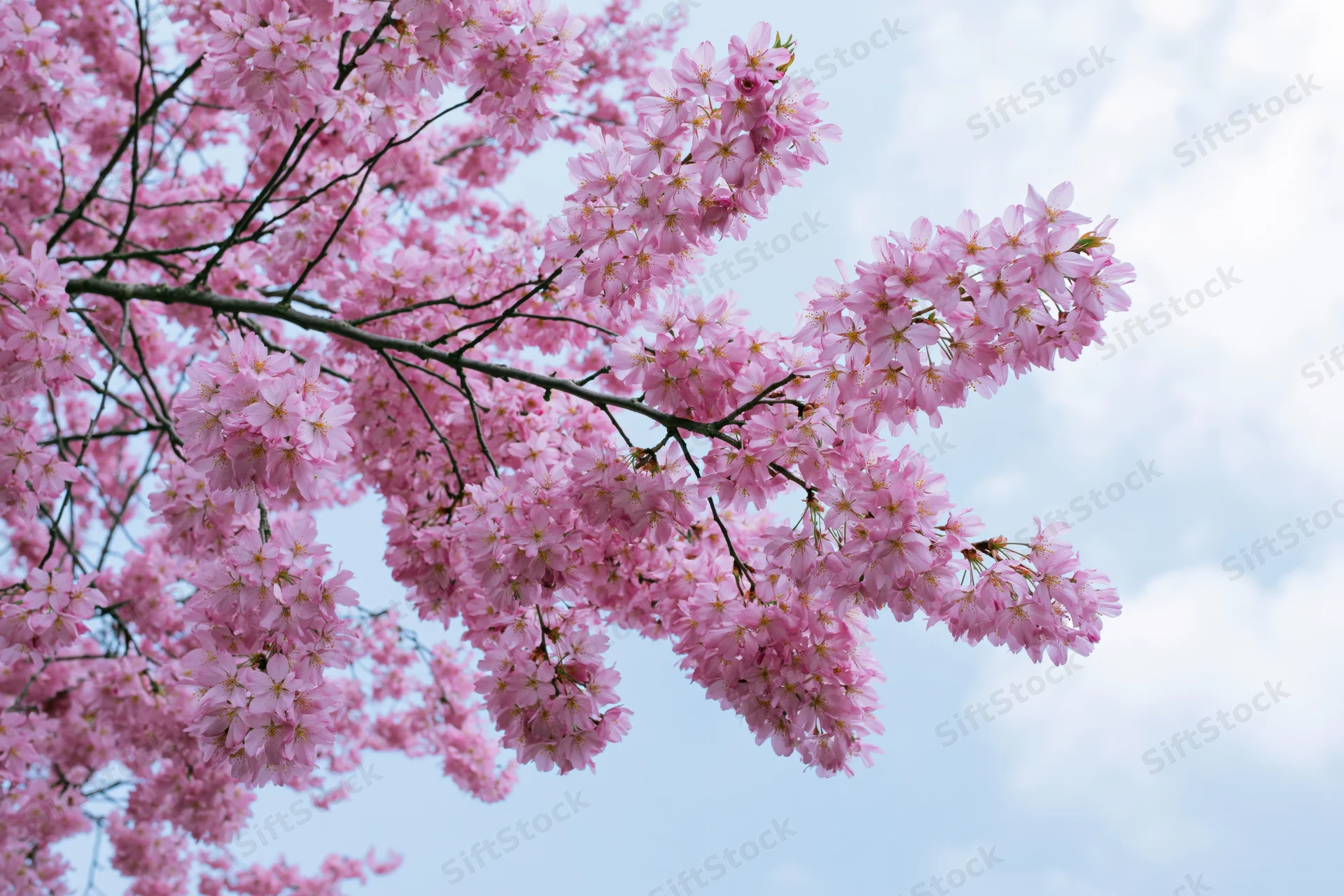 Cherry blossom branches in full bloom against a soft blue sky with scattered clouds