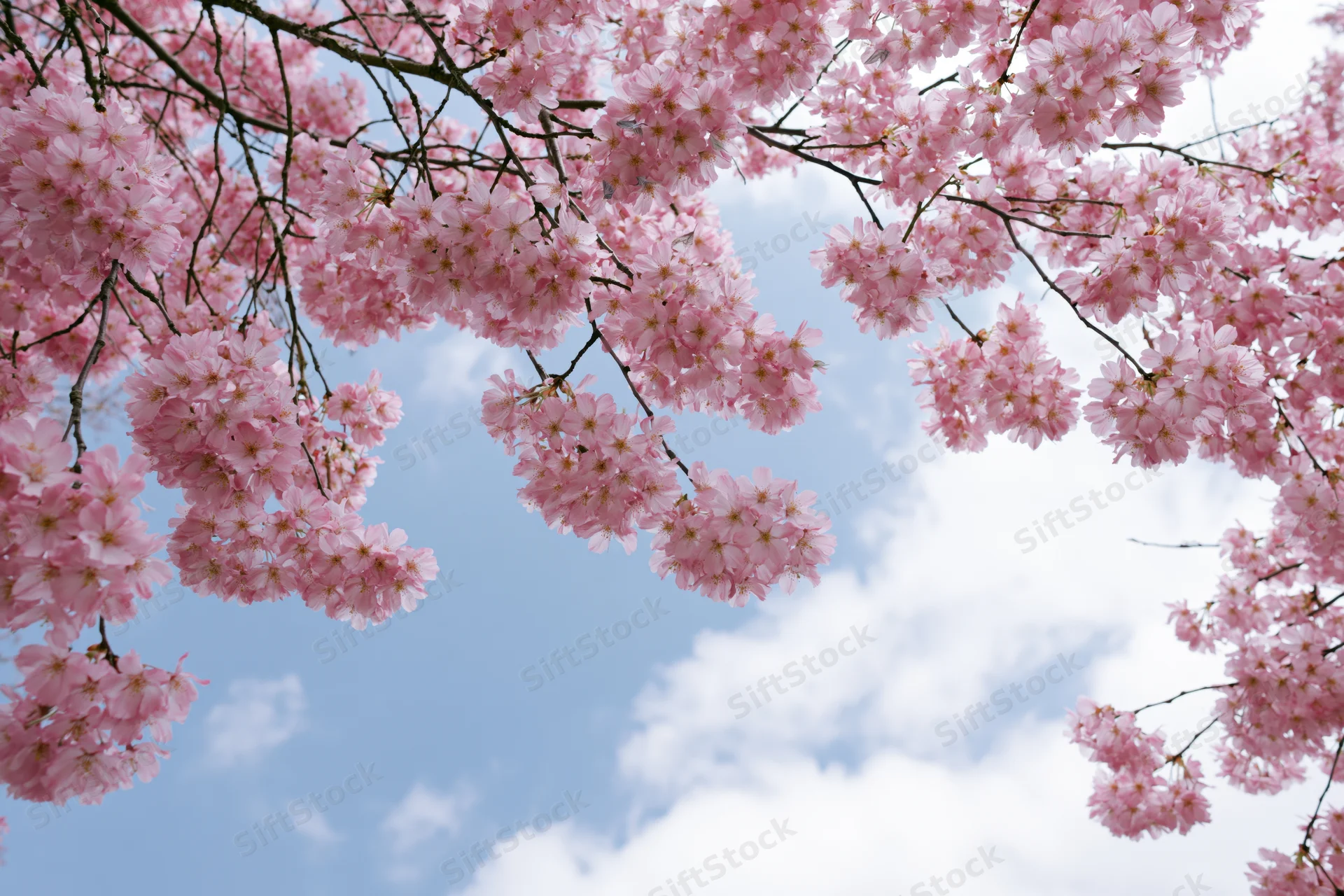 Cherry blossom branches in full bloom against a blue sky with scattered clouds