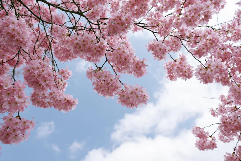 Cherry blossom branches in full bloom against a blue sky with scattered clouds