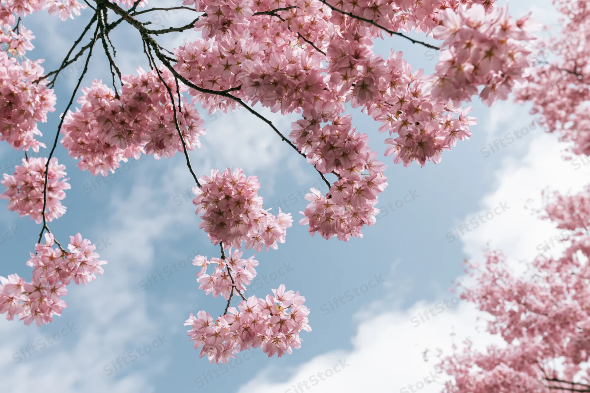 Cherry blossom branches in full bloom against a blue sky with scattered clouds