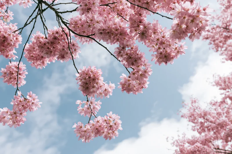 Cherry blossom branches in full bloom against a blue sky with scattered clouds