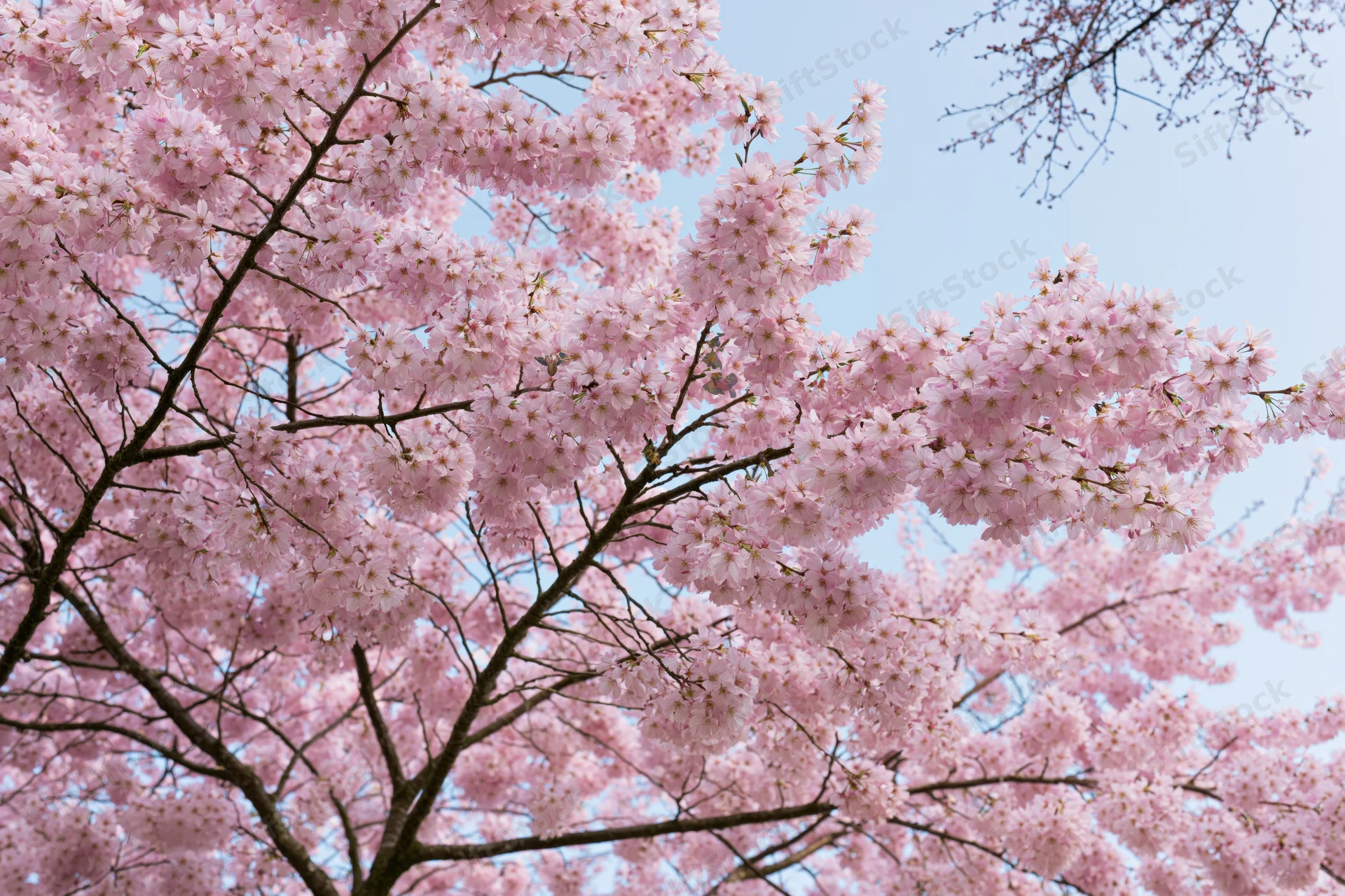Cherry blossom tree in full bloom viewed from below against a clear sky
